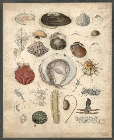 Mussels, Shells etc by B. Wienker, 1850 — digital art print download