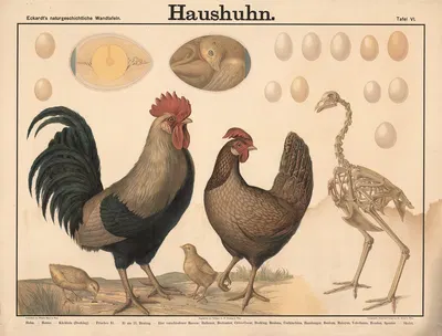 Haushuhn by Wilhelm Bauer, 1879 — digital art print download