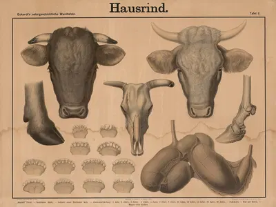 Hausrind by Wilhelm Bauer, 1879 — digital art print download