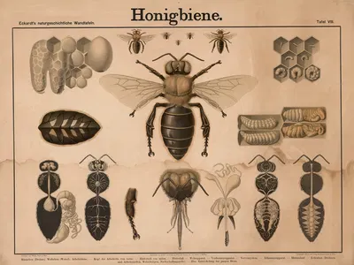 Honigbiene by Wilhelm Bauer, 1879 — digital art print download