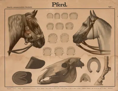 Pferd by Wilhelm Bauer, 1879 — digital art print download
