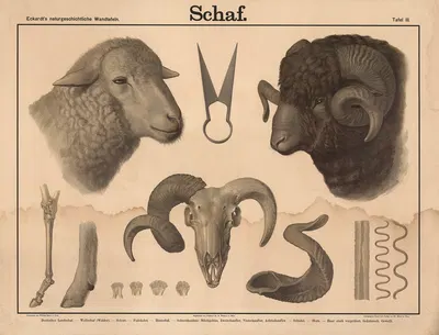 Schaf by Wilhelm Bauer, 1879 — digital art print download