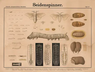 Seidenspinner by Wilhelm Bauer, 1879 — digital art print download