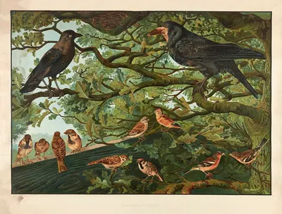 Harmful Birds by Wilhelmus Karel de Bruin, 1915 — digital art print download