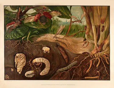 The metamorphosis of cockchafers, click beetles, and crane flies by Wilhelmus Karel de Bruin, 1915 — digital art print…