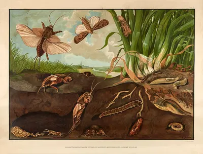 The metamorphosis of crickets, moth larvae, millipedes, and field snails by Wilhelmus Karel de Bruin, 1915 — digital art…