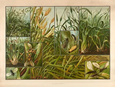 Grain pests by Wilhelmus Karel de Bruin, 1915 — digital art print download