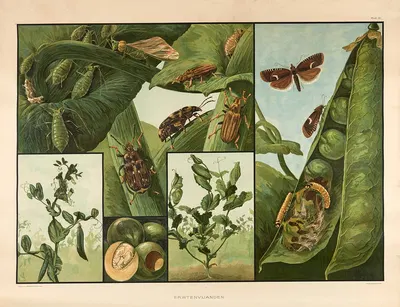 Pea pests by Wilhelmus Karel de Bruin, 1915 — digital art print download
