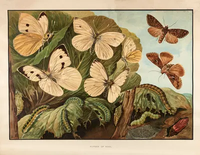 Caterpillars on Cabbage by Wilhelmus Karel de Bruin, 1915 — digital art print download
