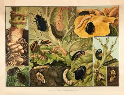 Other pests of Cabbage and Rapeseed by Wilhelmus Karel de Bruin, 1915 — digital art print download