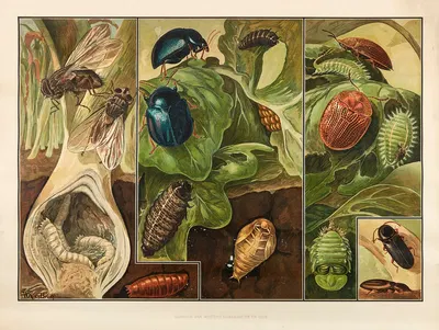 Pests of Mustard, Sugar Beets and Onions by Wilhelmus Karel de Bruin, 1915 — digital art print download
