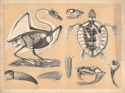 Skeleton of a swan and a turtle by А. Брас, 1882 — digital art print download
