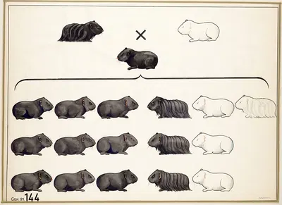 Cavia's by A.A. van Voorn — digital art print download