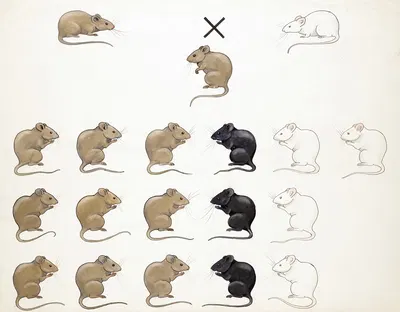 Muizen. Cryptomerie v;d Agouti factor by A.A. van Voorn — digital art print download