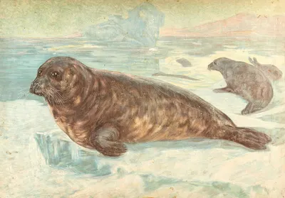 Harp seal by F. E. Wachsmuth, 1880 — digital art print download