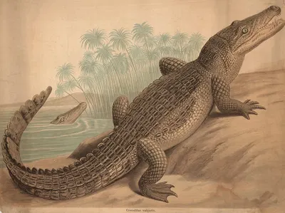 Crocodile (Crocodilus vulgaris) by H. Springer, 1880 — digital art print download