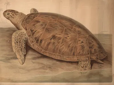Sea Tutle (Chelonia Mydas) by H. Springer, 1880 — digital art print download