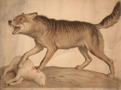 Wolf with a dead lamb by H. Springer, 1880 — digital art print download