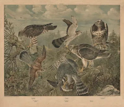 Birds of prey by J. Rhamm, 1900 — digital art print download