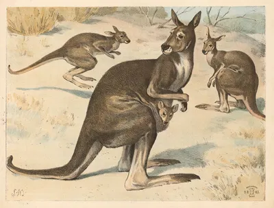 Marsupials by Lauritz Mehrn, 1892 — digital art print download
