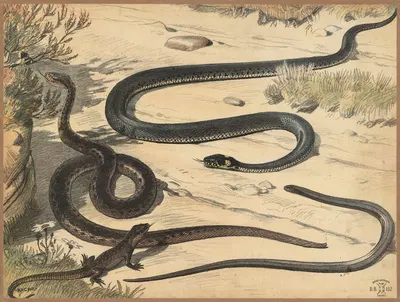 Adder, snake, lizard and Slow worm by Расмус Кристиансен, 1892 — digital art print download