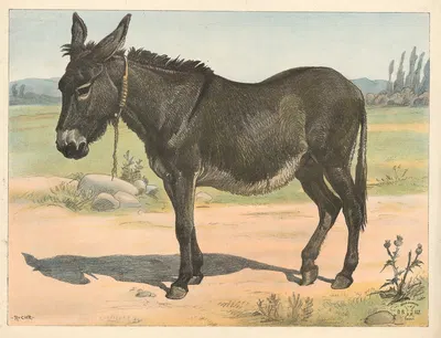 Donkey by Расмус Кристиансен, 1892 — digital art print download