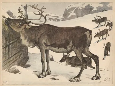 Reindeer by Расмус Кристиансен, 1892 — digital art print download