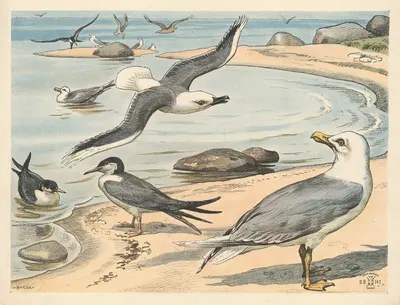 Seagull, tern, and lapwing by Расмус Кристиансен, 1892 — digital art print download