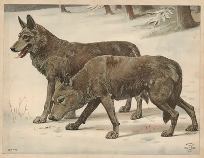 Wolf by Расмус Кристиансен, 1882 — digital art print download