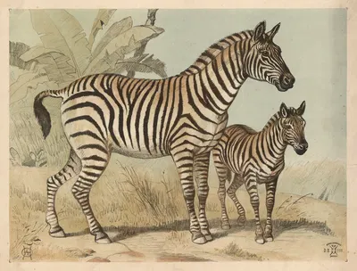 Zebra. by Расмус Кристиансен, 1892 — digital art print download