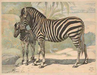 Zebra by Расмус Кристиансен, 1892 — digital art print download