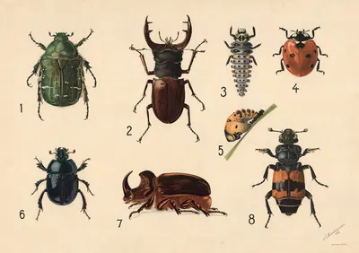 Beetles by V. Abrahamsen, 1922 — digital art print download