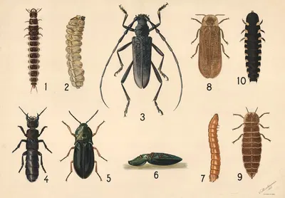 Beetles by V. Abrahamsen, 1922 — digital art print download