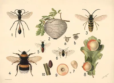 Wasps by V. Abrahamsen, 1922 — digital art print download