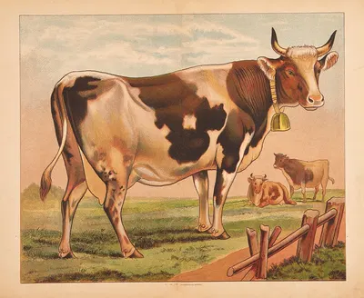 Cow by V. Oehmigke & Riemschneider, 1880 — digital art print download