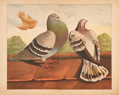 Pigeons by V. Oehmigke & Riemschneider, 1880 — digital art print download