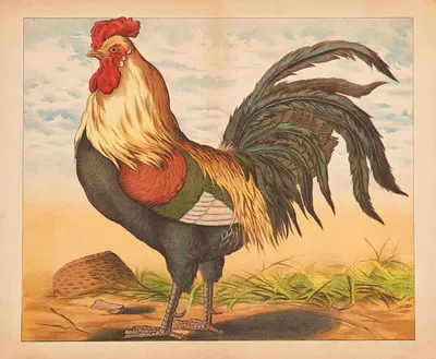 Rooster by V. Oehmigke & Riemschneider, 1880 — digital art print download