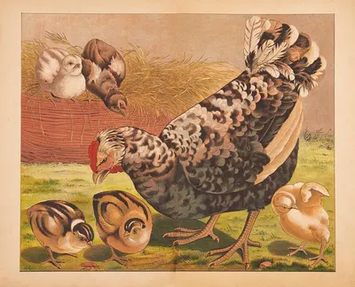 Hen and chicks by V. Oehmigke & Riemschneider, 1880 — digital art print download