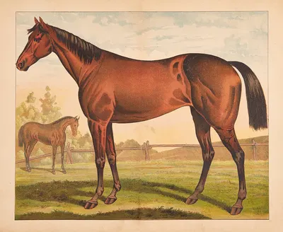 Horse by V. Oehmigke & Riemschneider, 1880 — digital art print download