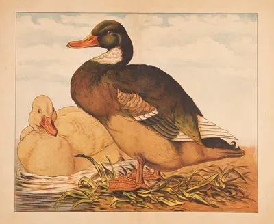 Ducks by V. Oehmigke & Riemschneider, 1880 — digital art print download