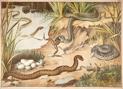 Snakes by Walter Heubach, 1900 — digital art print download