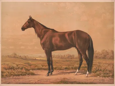 St. Julien by Уильям Харринг, 1870 — digital art print download