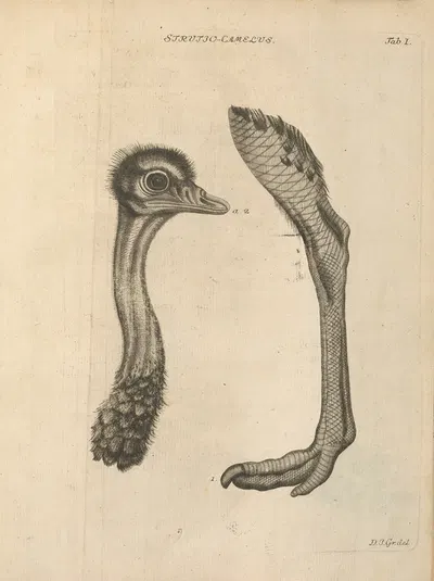 Stemmata avivm (Bird Genealogy) Pl.01 by Якоб Теодор Кляйн, 1759 — digital art print download