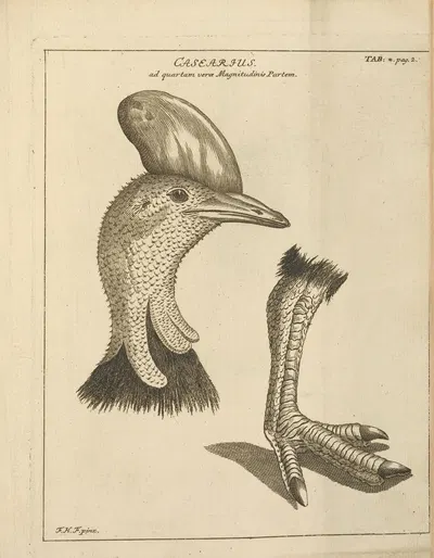 Stemmata avivm (Bird Genealogy) Pl.02 by Якоб Теодор Кляйн, 1759 — digital art print download