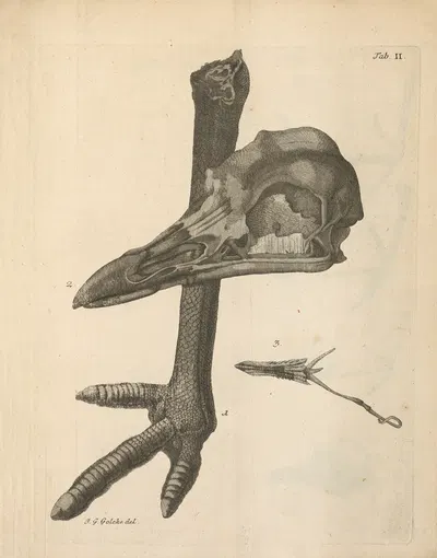 Stemmata avivm (Bird Genealogy) Pl.03 by Якоб Теодор Кляйн, 1759 — digital art print download