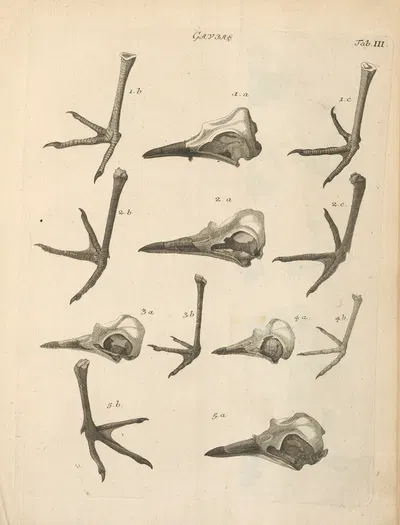 Stemmata avivm (Bird Genealogy) Pl.04 by Якоб Теодор Кляйн, 1759 — digital art print download