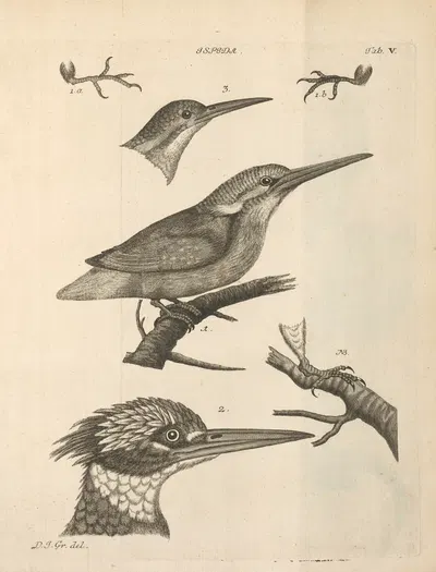 Stemmata avivm (Bird Genealogy) Pl.06 by Якоб Теодор Кляйн, 1759 — digital art print download