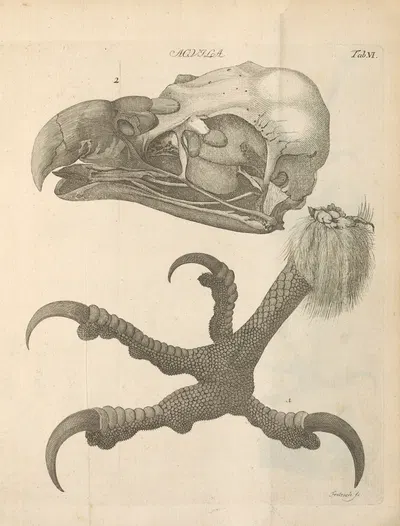 Stemmata avivm (Bird Genealogy) Pl.07 by Якоб Теодор Кляйн, 1759 — digital art print download