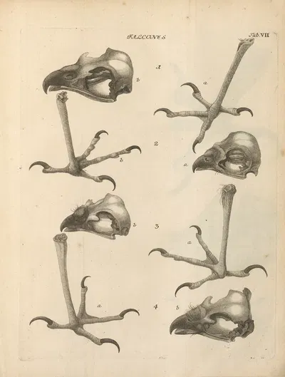 Stemmata avivm (Bird Genealogy) Pl.08 by Якоб Теодор Кляйн, 1759 — digital art print download