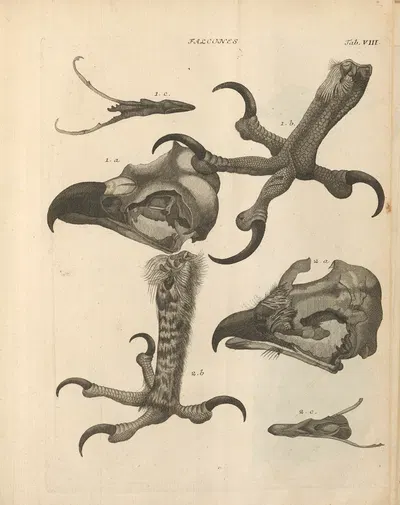 Stemmata avivm (Bird Genealogy) Pl.09 by Якоб Теодор Кляйн, 1759 — digital art print download
